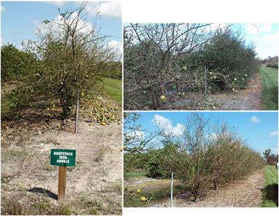 Determining Seed Viability During Fruit Maturation to Improve Seed Production and Availability of New Citrus Rootstocks